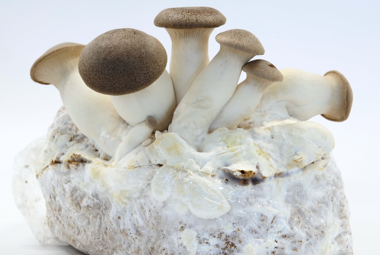 Mushrooms in Burgers